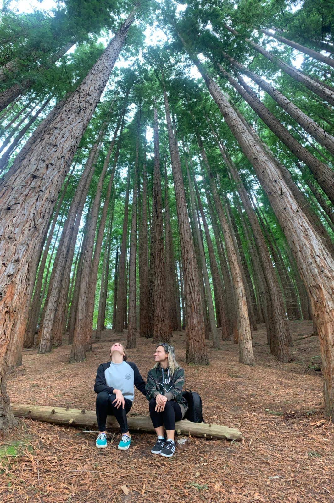 Sequoias Cabezon De La Sal